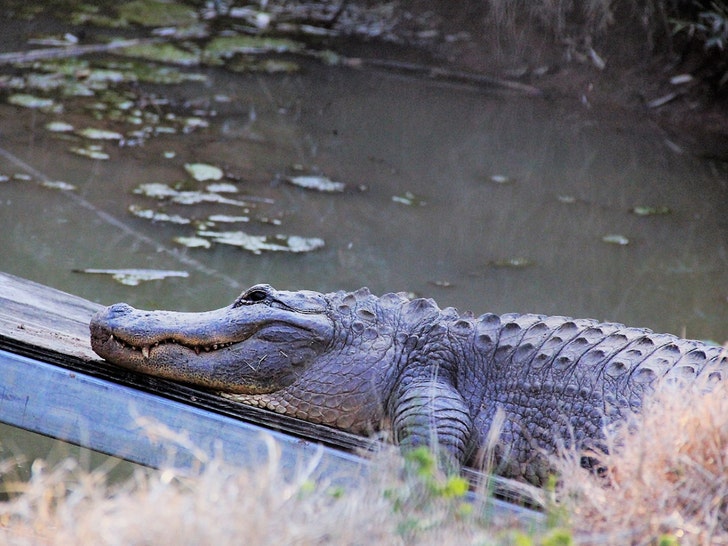 0710-alligator-exhibit-wynnewood-zoo