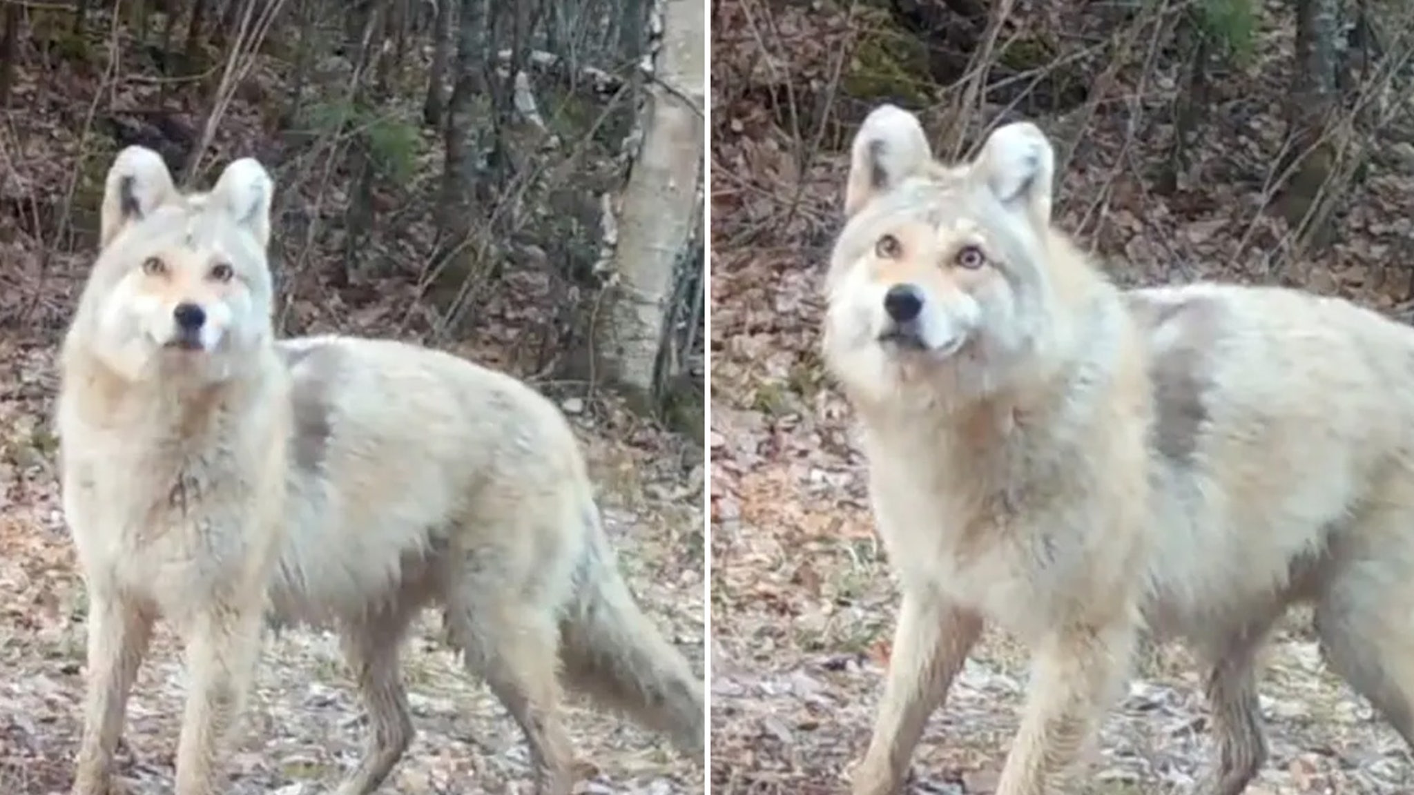 Mysterious ‘Wyote Dog’ Has Experts Stunned As They Try to Identify Beast