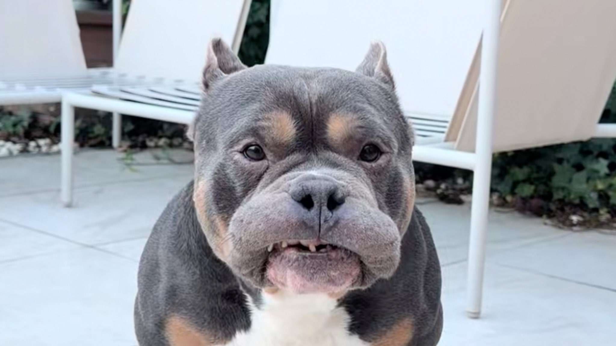 Beloved Dog Influencer Raffie Dies Suddenly on Christmas Eve Beloved Dog Influencer Raffie Dies Suddenly on Christmas Eve