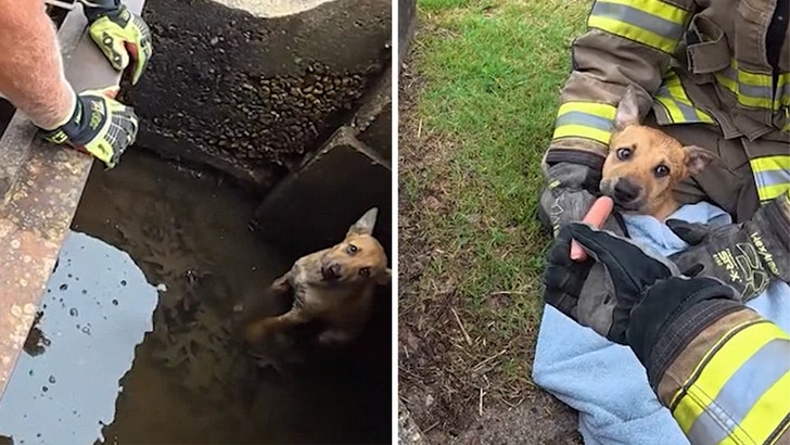 firefighter-puppy-rescue-kal-06-23-2026