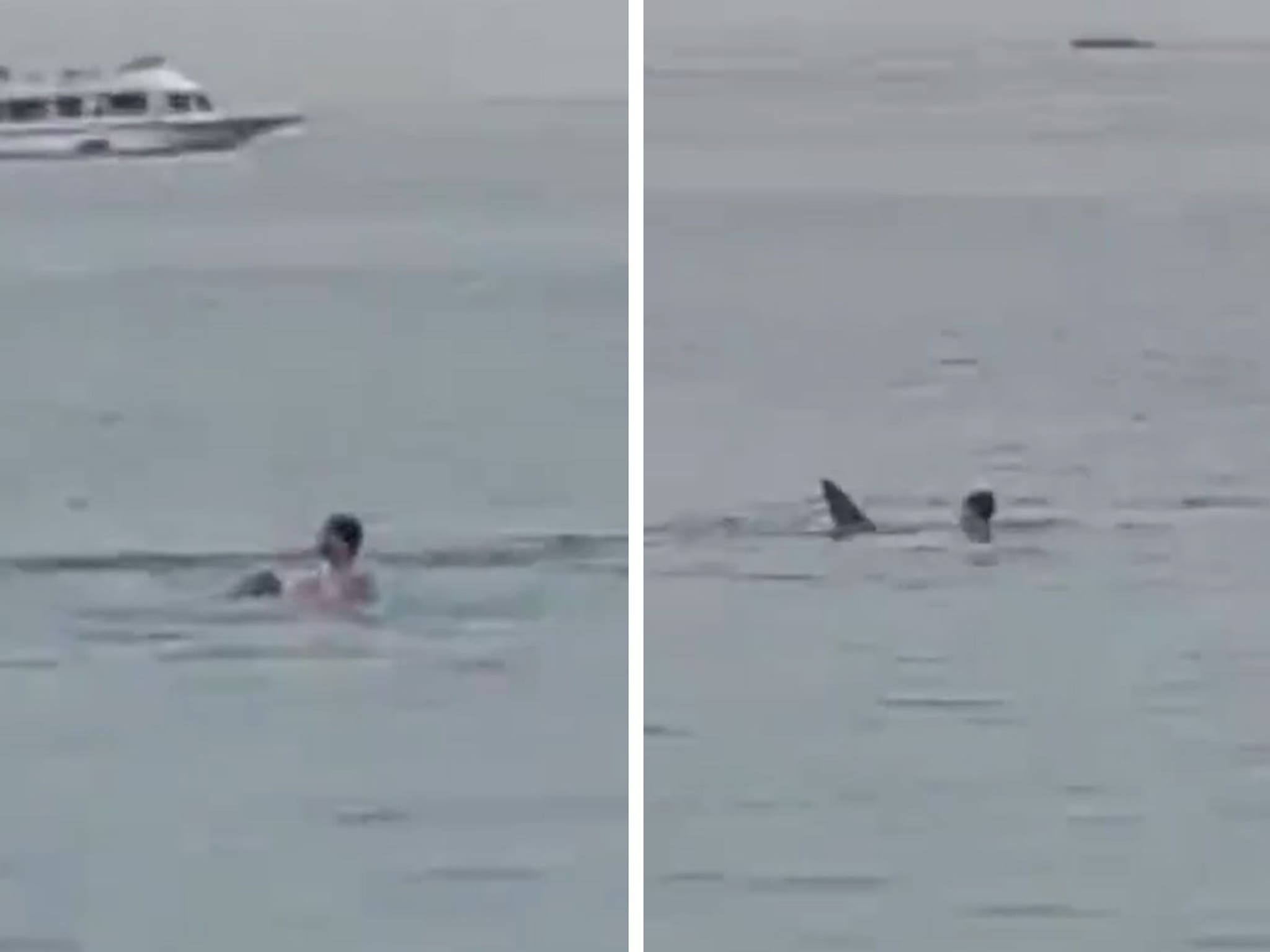 Shark That Attacked and Ate Man in Graphic Video To Be Mummified