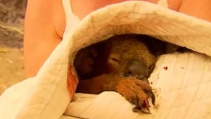 Lewis the Koala Dies Week After Being Rescued from Australian Wildfires