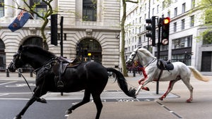 Bloody Horse On The Loose In London, Wild Ride of Chaos & Injuries