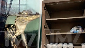 LA apartment, seizing massive fentanyl stash and alligator 1