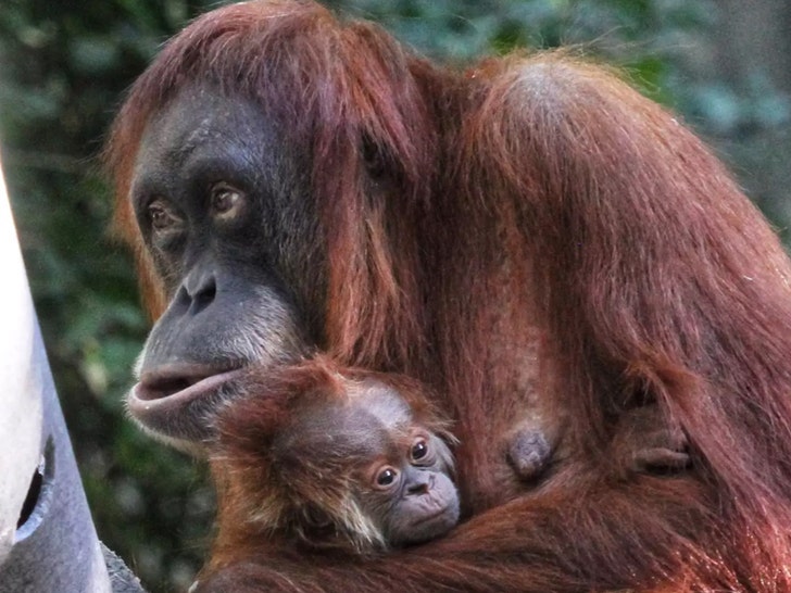 Baby Orangutan Paternity