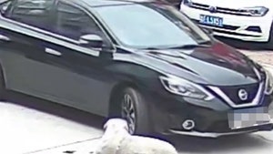 100925_dog_survives_car_primary_v3