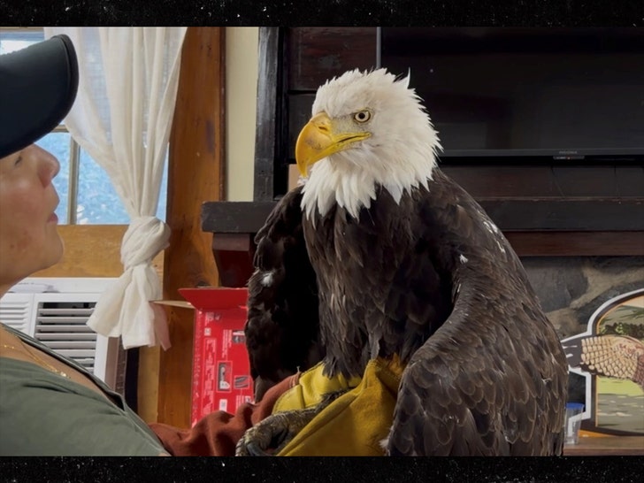 bald eagle jackie ap 2