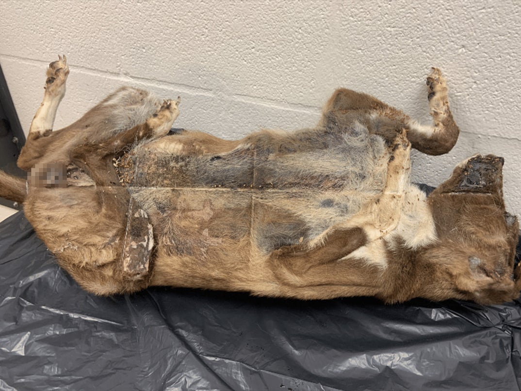 0701-Dead-Dog-SUB