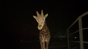 Stanley the Giraffe is Doing Fine, But PETA Furious at Malibu Wine Safaris