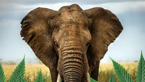 Elephants to Get Medical Marijuana to Test if it Reduces Stress
