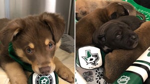 Dallas Stars Honored W/ Puppies For Stanley Cup Run, Meet Jamie, Benn & Kivi!
