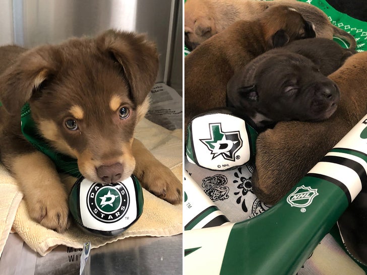 Operation Kindness Gives Dogs the Dallas Stars Treatment