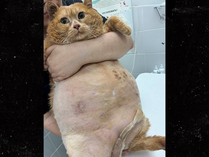 1028-Worlds-Fattest-Cat-Dies-SUB