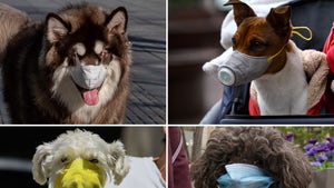 Dogs Wearing Masks for Coronavirus Protection