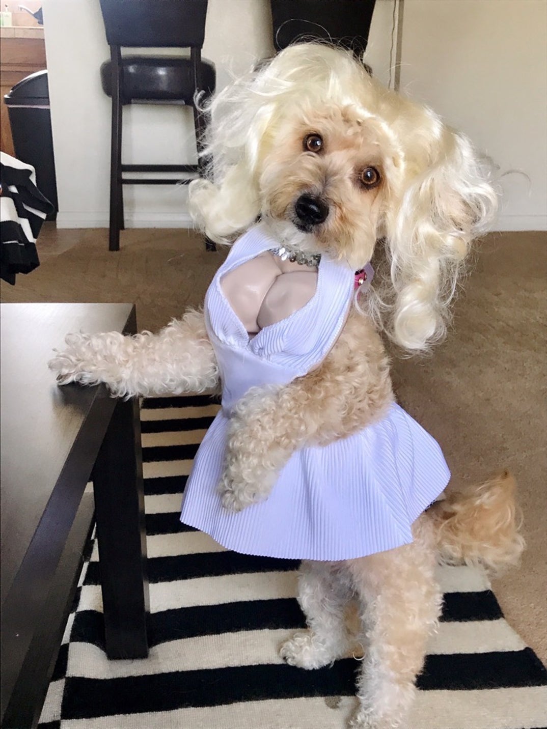 TMZ's Pet Costume Photo Gallery