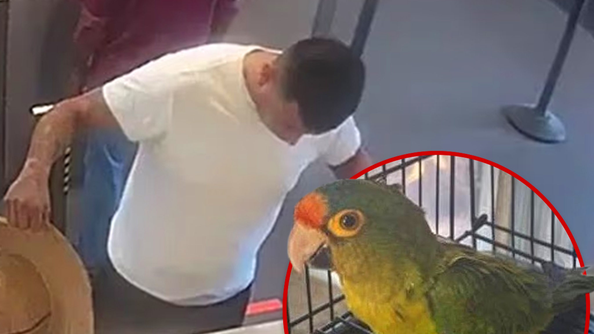 Man met grote bobbel aan de grens opgepakt met bedreigde vogels in zijn broek