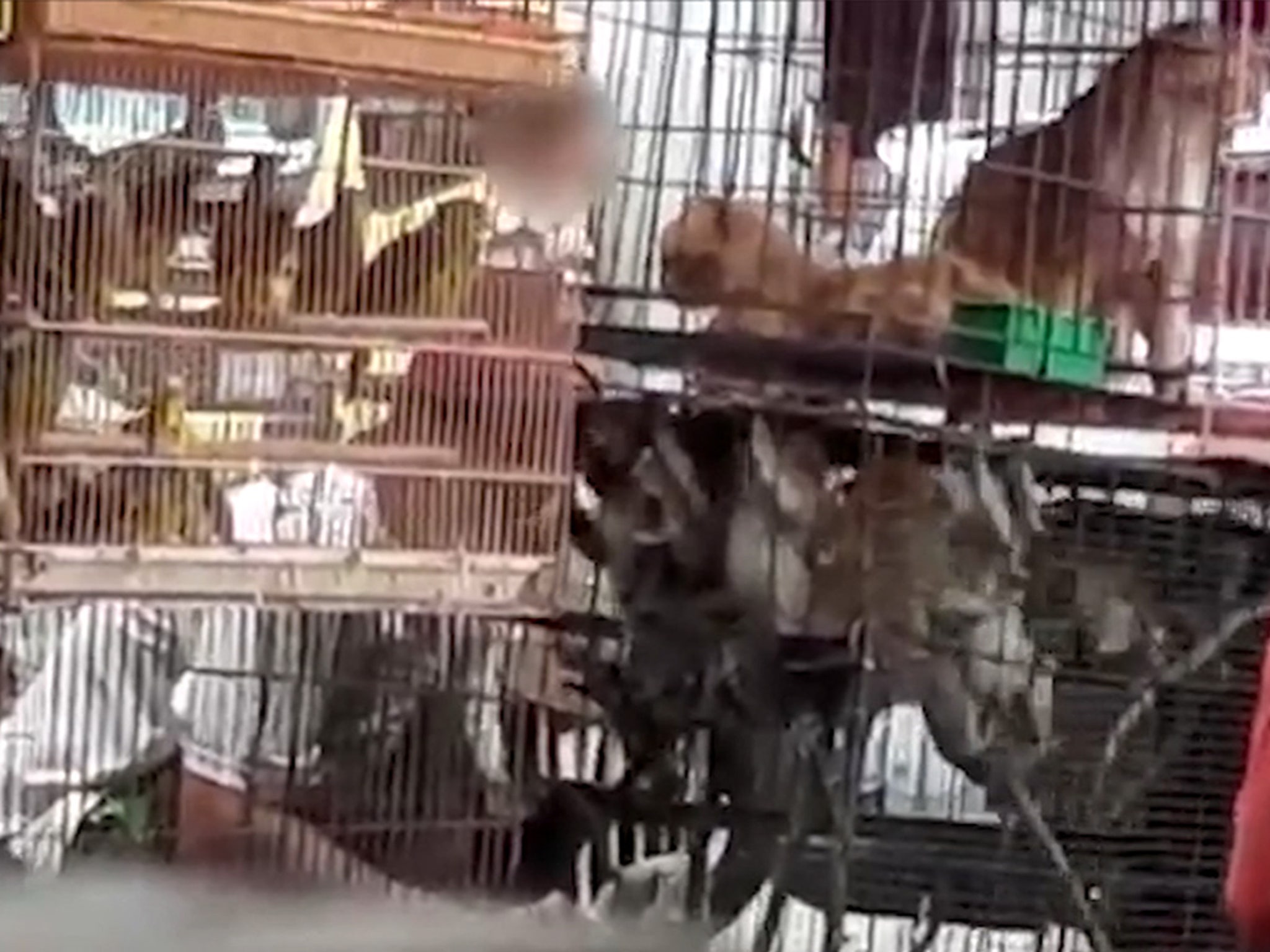 PETA video shows Asian wet markets still selling monkeys, bats
