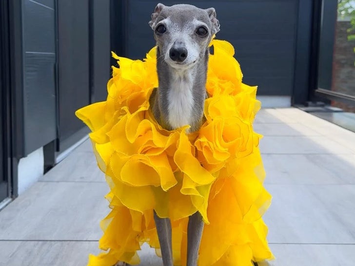 Remembering Tika The Iggy