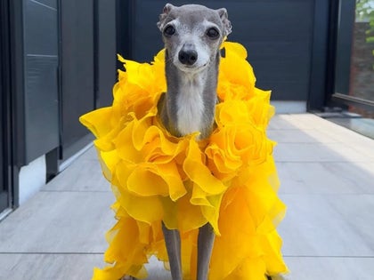 1104-Remembering-Tika-The-Iggy-PRIMARY