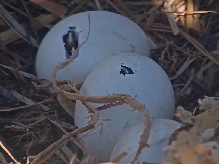 030425-eagles-hatch-cracks