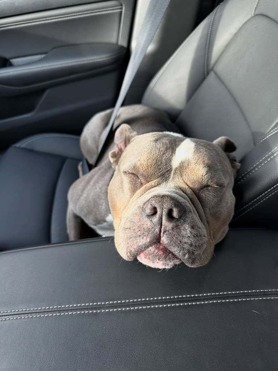 Sheamus Dog Betty 1