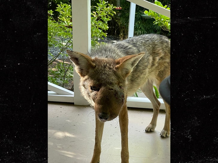 sub-Wendy-coyote-Wildlife-Care-of-Southern-California-2