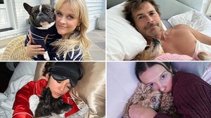 0826-Celebs-Cuddling-Dogs-hero