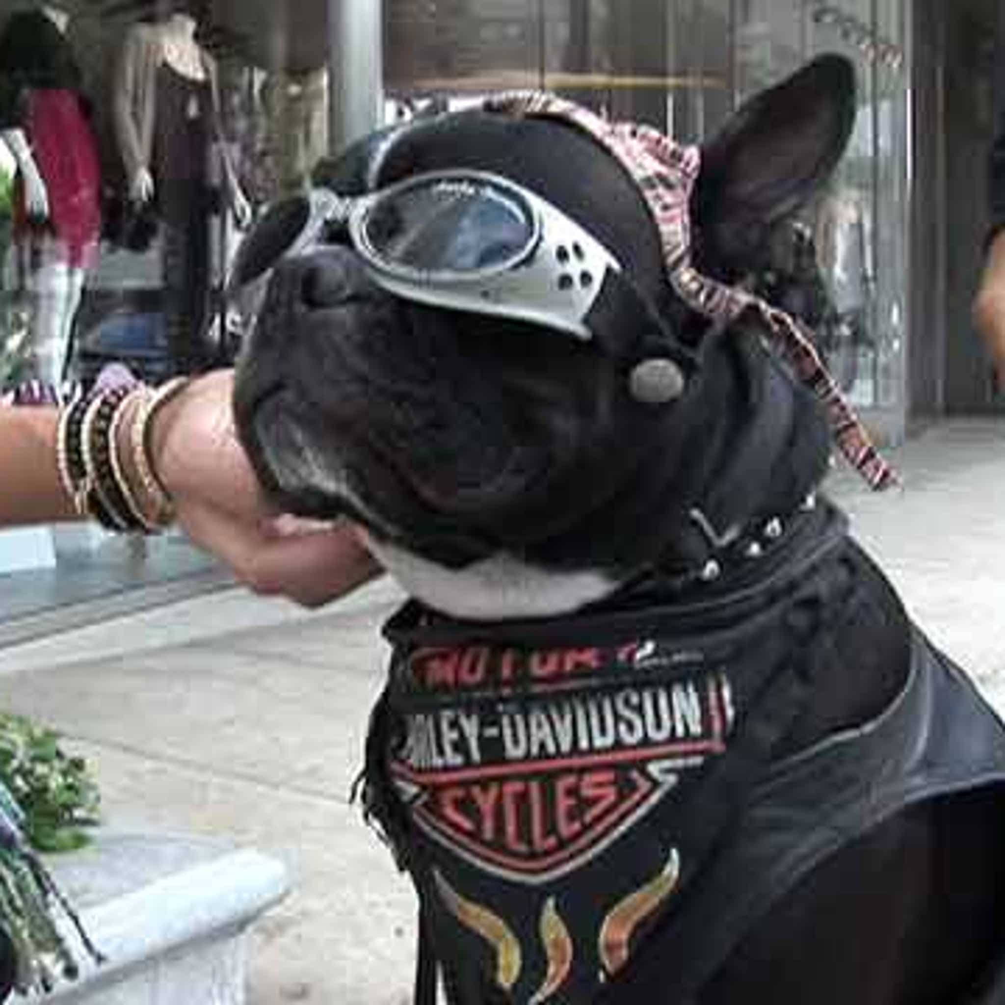Harley davidson dog leashes -  France