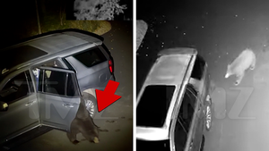 100626_bear_car_primary