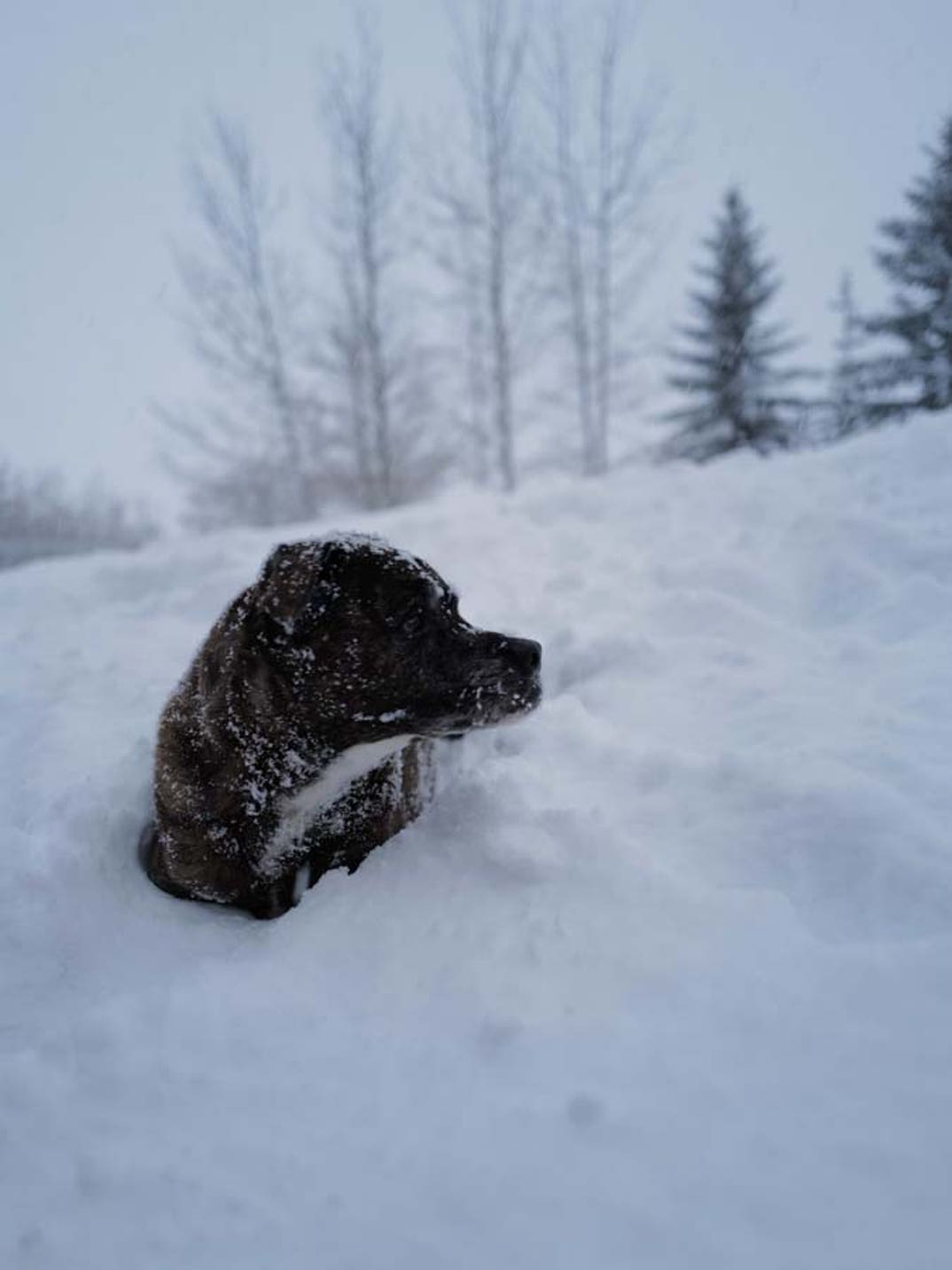 Lindsey Vonn dog
