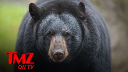082525_tv_black_bear_kal