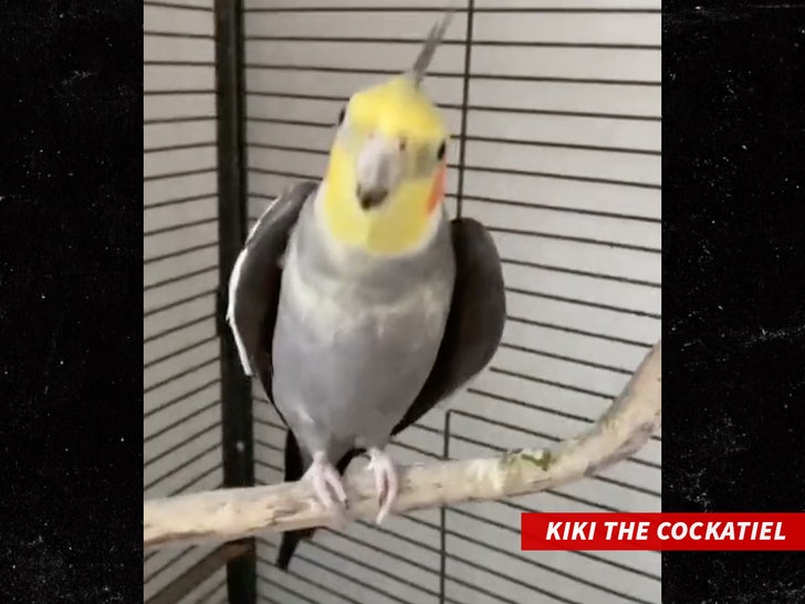 kiki the cockatiel