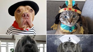 Celebrity Pets All Dressed Up For Halloween!