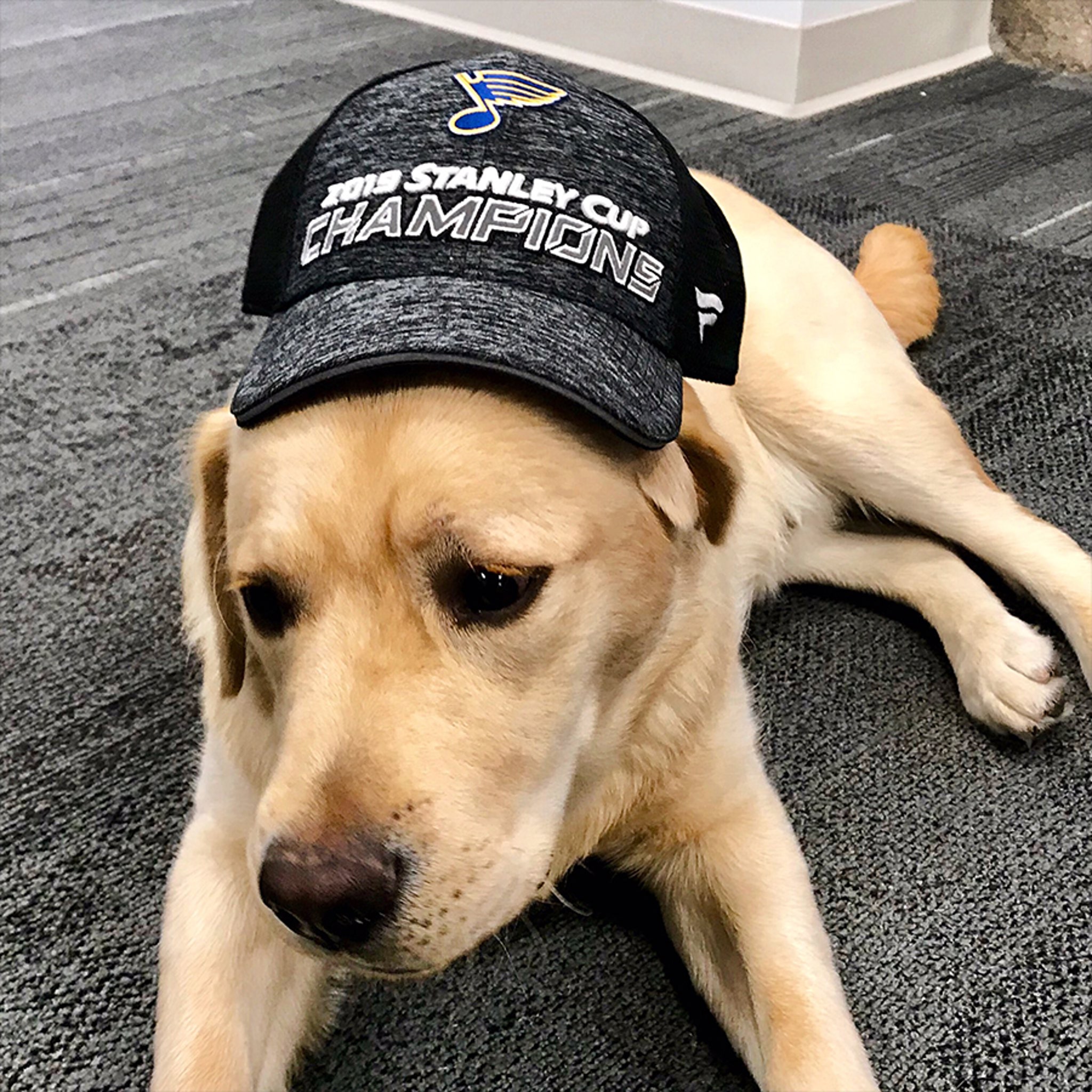 St. Louis Blues Give Team Puppy Stanley Cup Swag, Name On Cup Next?!