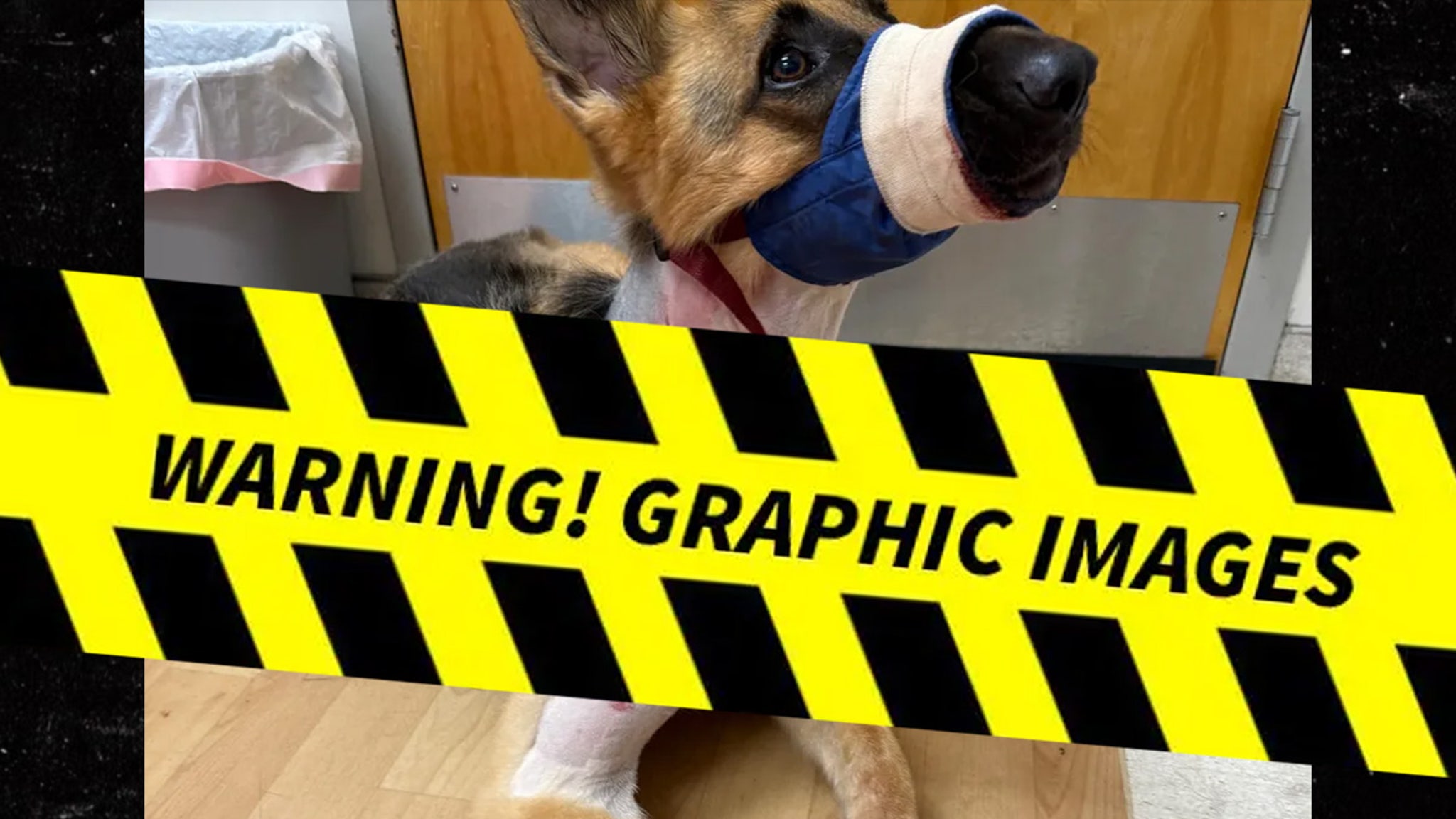 Family Dog Fights Off Vicious Backyard Gator Attack in Florida, Despite Injuries