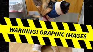 zues dog gator attack gofundme 4