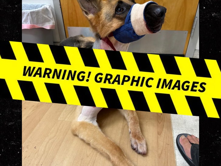 Zeus the Dog's Gator Injuries