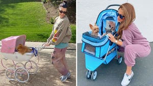 Celebrity Dog Strollers -- Canine Carriages!