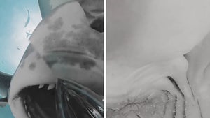 Tiger Shark Swallows Camera Which Captures Amazing Inside View