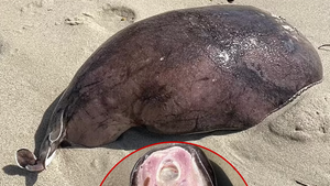 Coffin Ray Creature Washes Ashore on Australian Beach, Seems Otherworldly