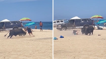 051524_beach_bull_kal