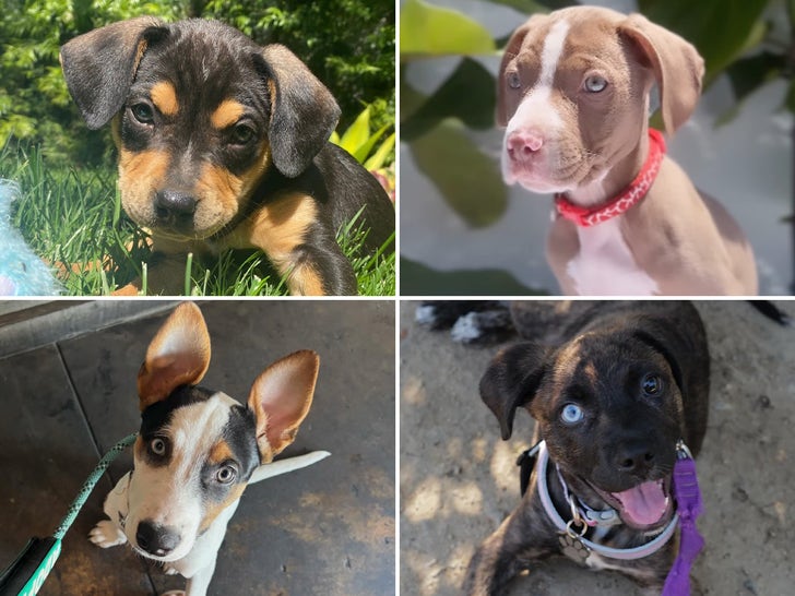 The Labelle Foundation's Adoptable Dogs