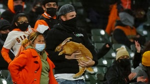 SF Giants Fans Bring Therapy Bunny To Game, Most Adorable Spectator Ever?