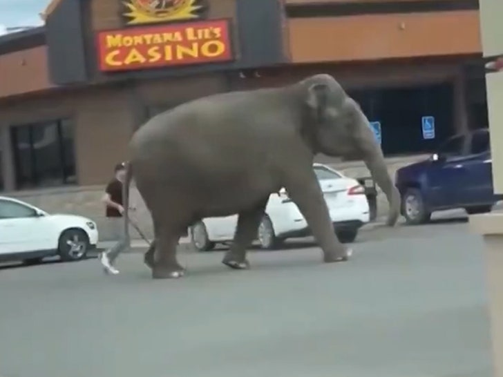 Un éléphant parcourt les rues du Montana après avoir échappé au cirque