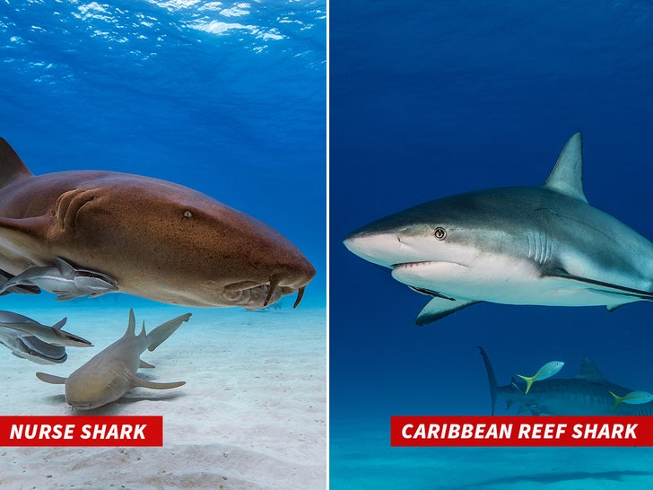 reef shark nurse shark_getty