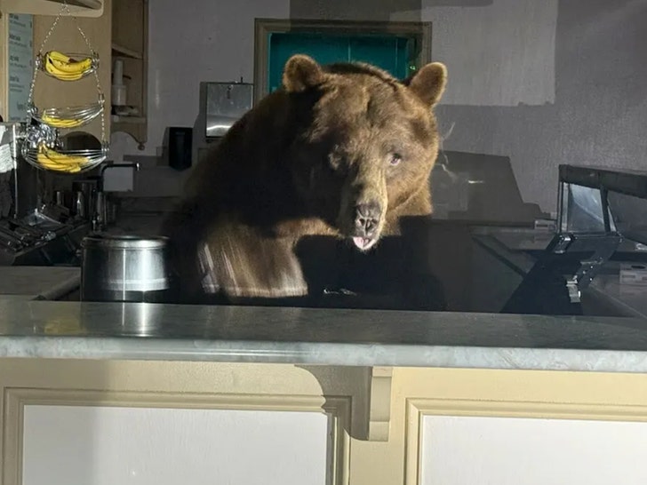 bear-El-Dorado-County-Sheriff’s-Office-2