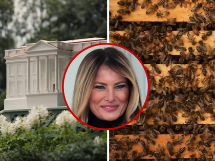 042426  beehive whitehouse praimry