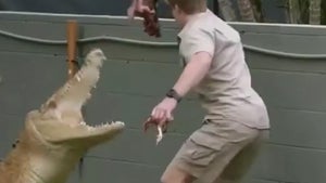 Steve Irwin's Son Almost Attacked by Crocodile in Enclosure