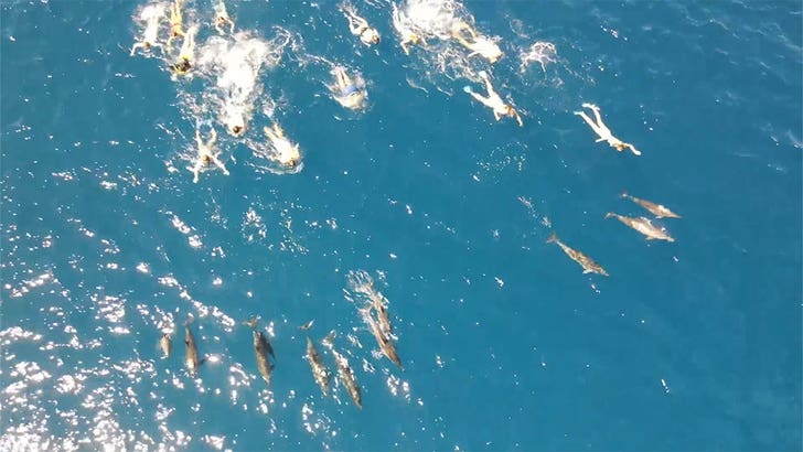 Hawaii'de 33 Yüzücü Yunusların Peşinde Olduğu İçin Başları Belada
