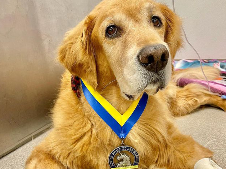 Spencer, the official dog of the Boston Marathon, passes away from